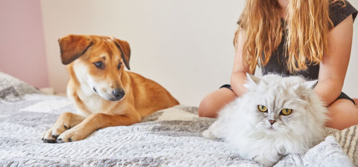 Stress du chien et du chat